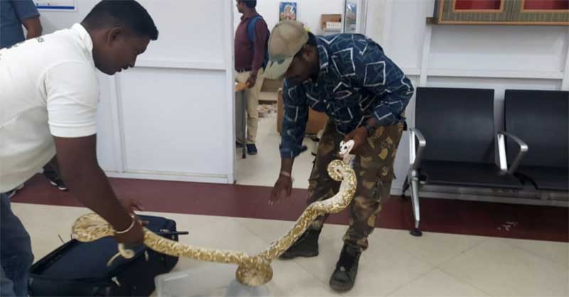 22 cobras e 1 camaleão: mulher detida no aeroporto por viajar com animais na bagagem