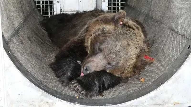 Ativistas pedem libertação de ursa acusada de matar homem na Itália