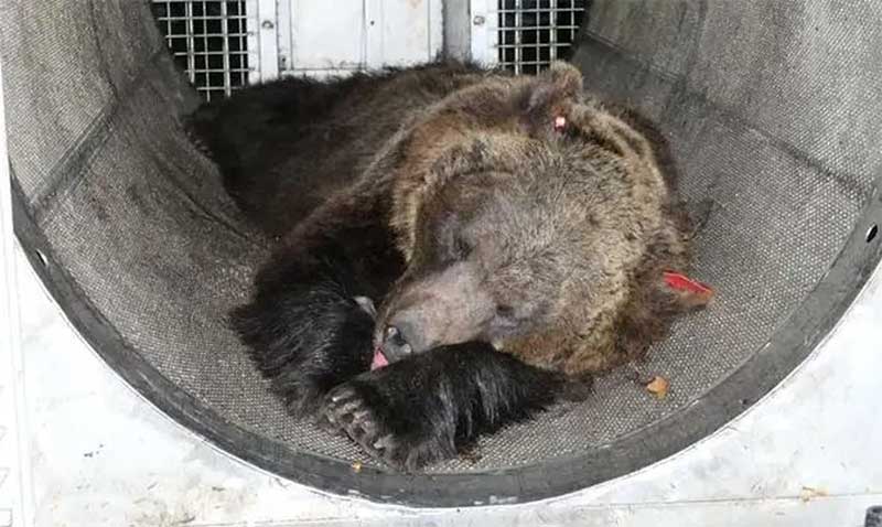 Ativistas pedem libertação de ursa acusada de matar homem na Itália