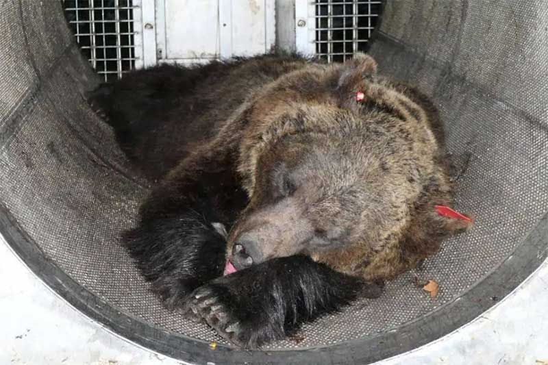 Itália suspende sacrifício de ursa que matou alpinista após impasse jurídico
