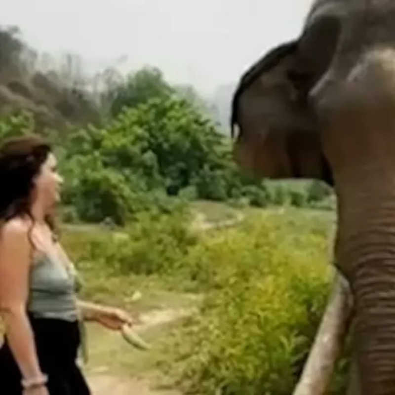 VÍDEO: Mulher brinca com elefante e termina esmagada pelo animal