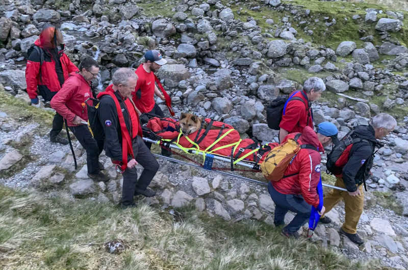 Resgate no Reino Unido: cão cansado e ferido é retirado de maca da montanha Scafell Pike