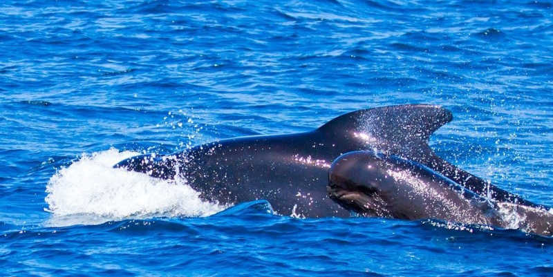 Baleias demoram até duas horas a morrer depois de serem arpoadas