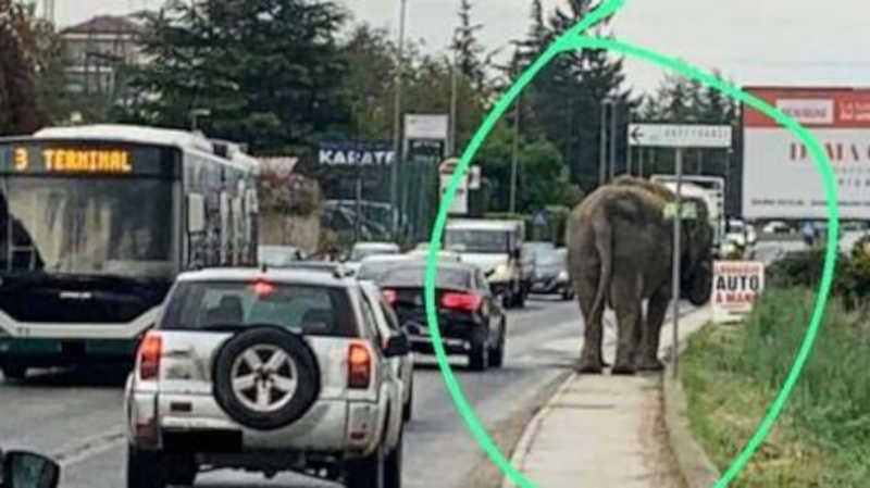 Elefante de circo passeia em meio ao trânsito na Itália