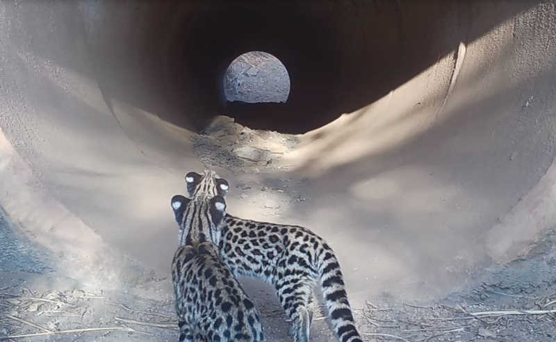 Dupla de gatos-do-mato observando uma das passagens, túneis, utilizadas pela fauna – Foto: Vale/Divulgação