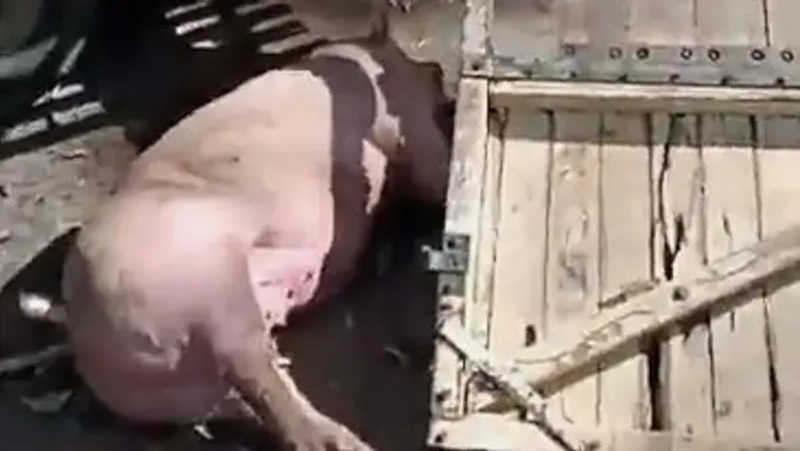 Caminhão carregado com porcos bate em eucaliptos e animais ficam espalhados na rodovia em MG; vídeo