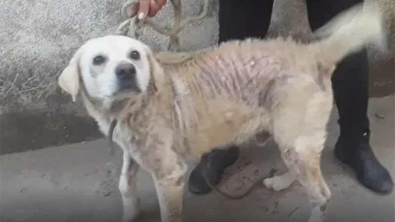 Nove cães são resgatados e idoso é preso por maus-tratos a animais em MG