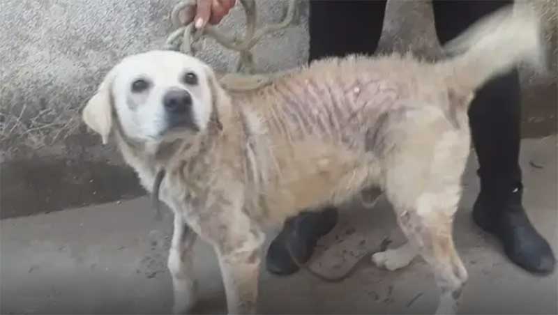 Nove cães são resgatados e idoso é preso por maus-tratos a animais em MG