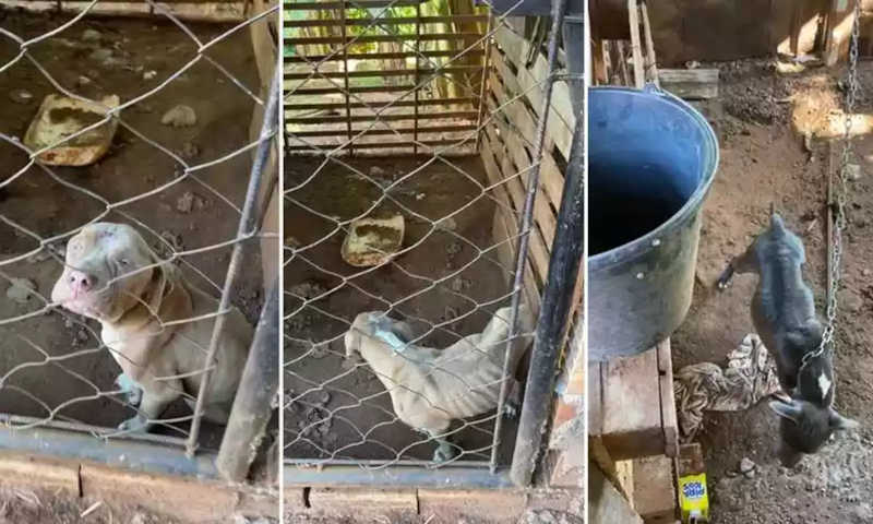 ‘Muito magros e com doenças’: cães são resgatados em Minas Gerais