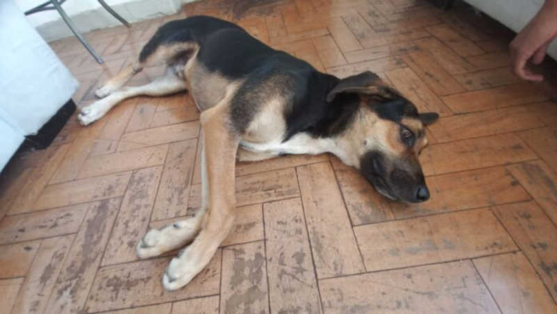 Cachorro é morto por envenenamento no bairro Funcionários, em Itabirito, MG