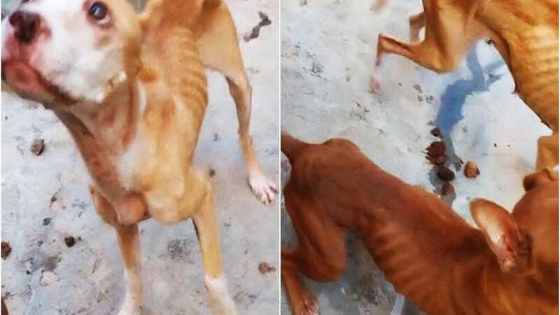 Homem é preso suspeito de maltratar pitbulls resgatados com magreza extrema em Itajubá, MG