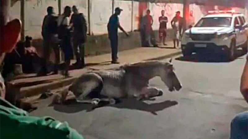 Homem é preso por agredir cavalo com chutes e chicotadas em Leopoldina, MG