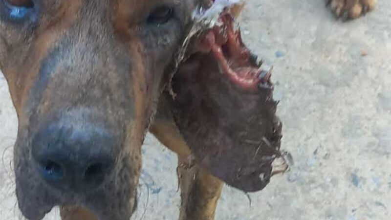 Animais estão sendo envenenados em massa no interior de Minas Gerais