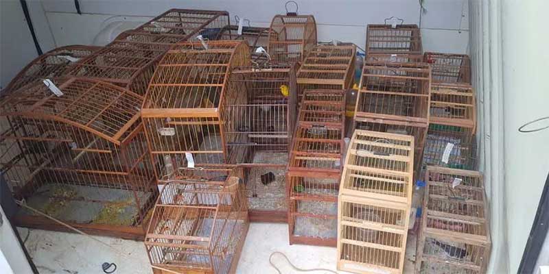 Mais de 260 pássaros são apreendidos durante operação em cidades do interior de Minas