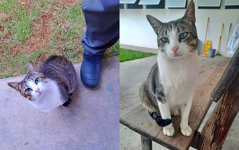 'Cadê Juninho?': voluntários fazem campanha para encontrar gato comunitário desaparecido em MG — Foto: Redes Sociais