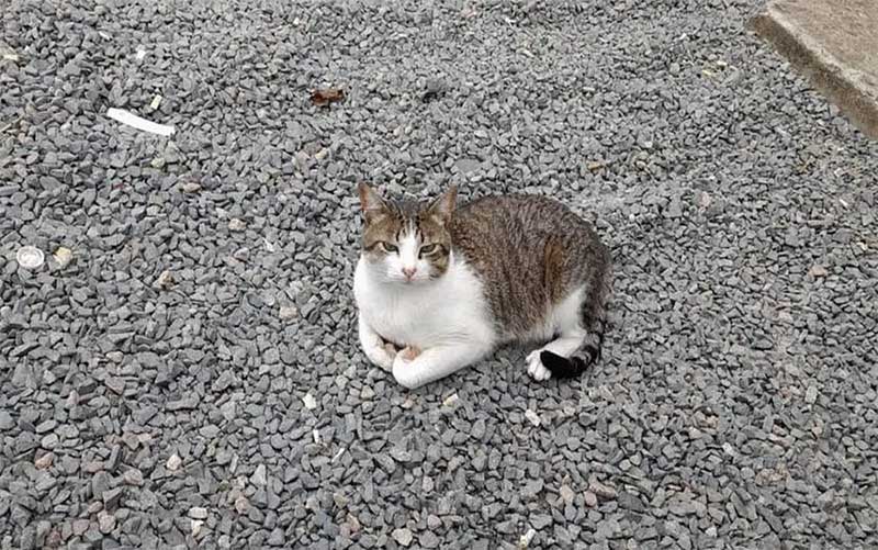 'Cadê Juninho?': voluntários fazem campanha para encontrar gato comunitário desaparecido em MG — Foto: Redes Sociais