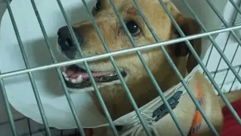 Cachorro que fugiu e teve o órgão genital mutilado, em Sabará (MG), recebe alta: ‘só alegria’