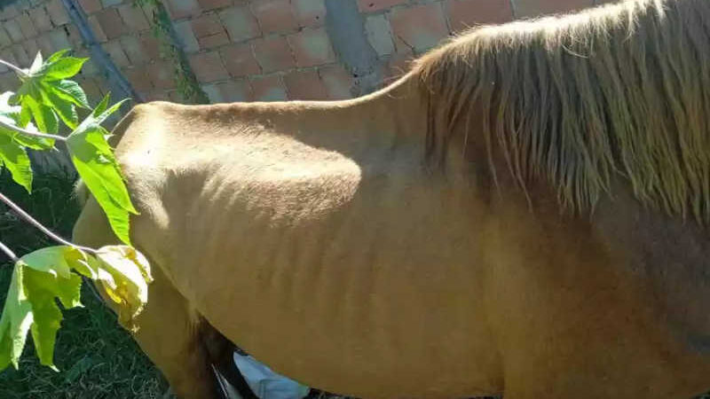 Mulher é multada por morte de potro e maus-tratos a égua em Uberlândia, MG