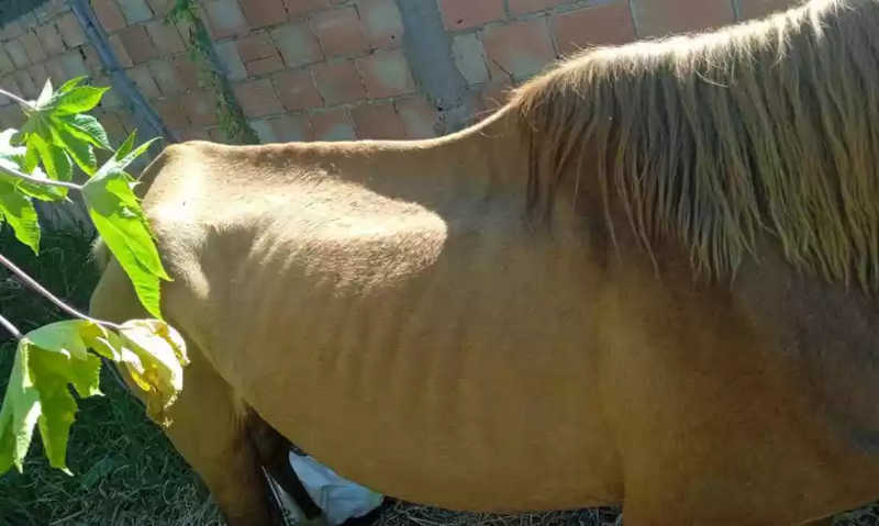 Mulher é multada por morte de potro e maus-tratos a égua em Uberlândia, MG