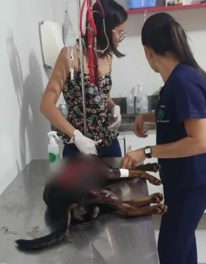Cão escalpelado é socorrido pela PM de Meio Ambiente em Unaí, MG