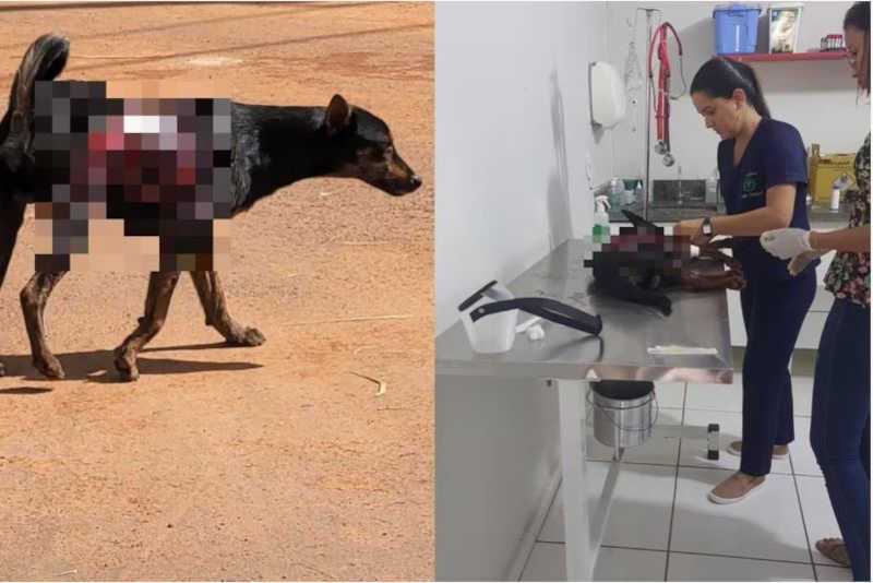 Cão sofre maus-tratos e tem corpo queimado em Minas Gerais