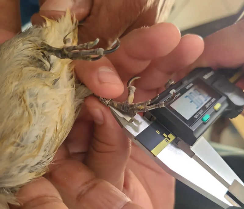 Anilhas usadas para identificar os pássaros apresentavam sinais de adulteração — Foto: Polícia Militar de Meio Ambiente