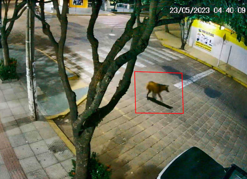 Lobo-guará passeia sem ser importunado pelas ruas de Aquidauana, MS