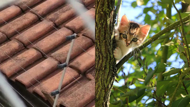 Armadilha com cerca elétrica para matar gatos rende briga entre vizinhos em Campo Grande, MS