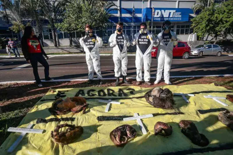 Animais mortos são estendidos em frente ao Dnit cobrando ação esperada há 1 ano