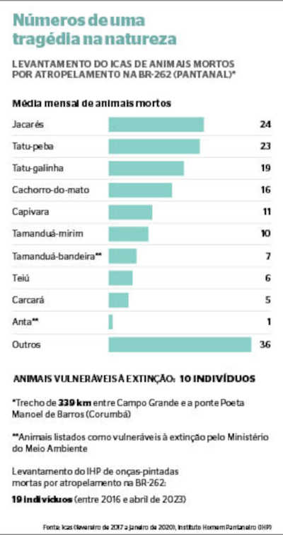 Rodovia da morte para animais no Pantanal tem média de 180 atropelamentos por mês

