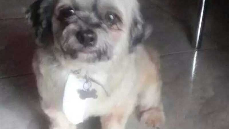 Tutora de cão que morreu em pet shop pede indenização de R$ 8 mil