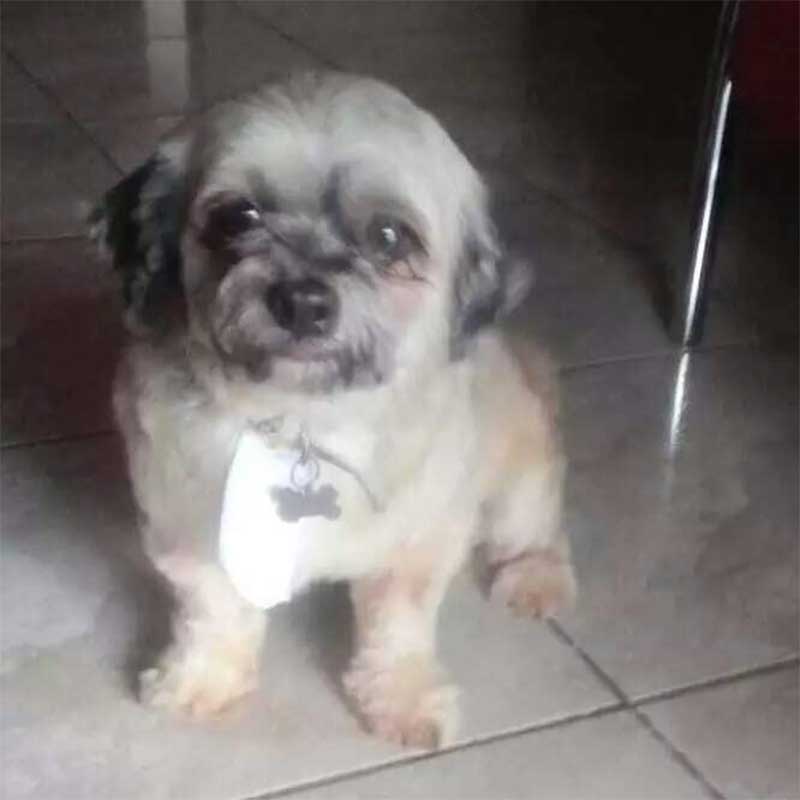 Tutora de cão que morreu em pet shop pede indenização de R$ 8 mil