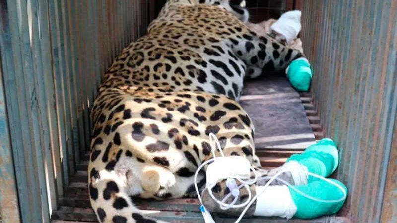 Corumbá (MS) ganhará Centro de Reabilitação de Animais Silvestres do Pantanal (CREAPAN)