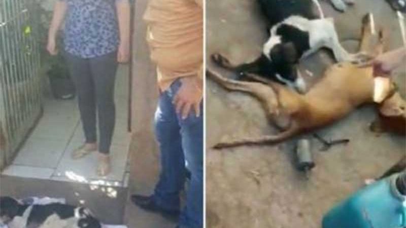 VÍDEO: homem mata cadela prenha enquanto dava à luz; filhotes morreram