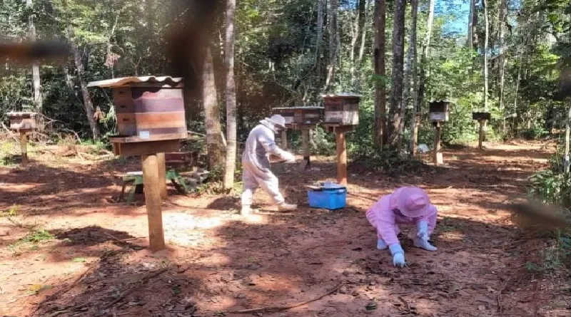 Morte de pelo menos um milhão de abelhas é investigada em propriedades rurais em MT