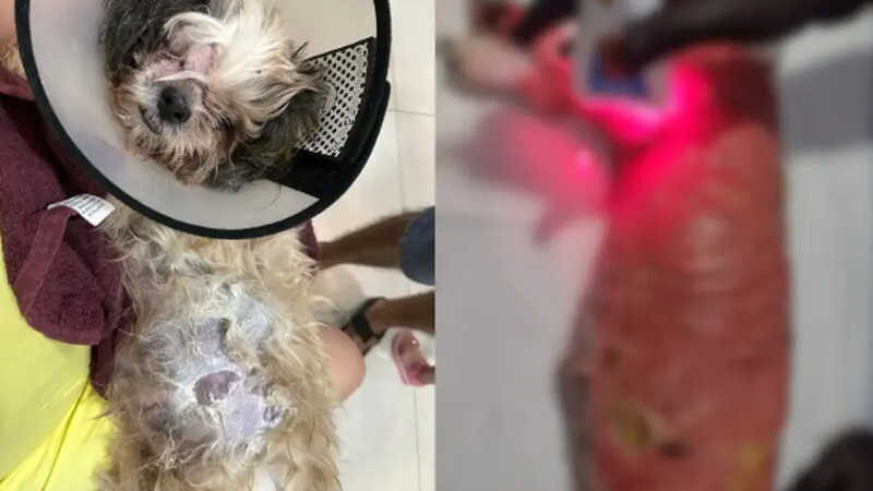 Tutora de cadela que morreu por superaquecimento de manta térmica diz que ficou sabendo de queimaduras após 24h