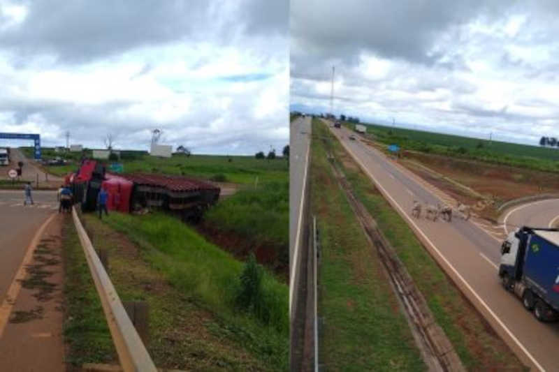 Caminhão com gado tomba em rodovia e animais ficam soltos, em Itiquira, MT