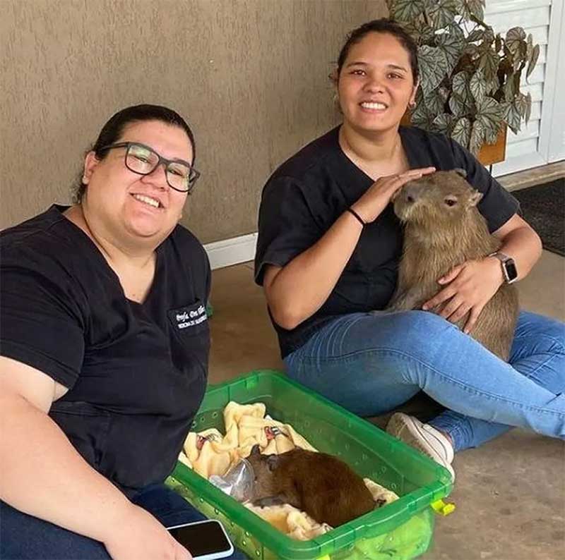 Médicas veterinárias, capivara resgatada e outra capivara que passa por reabilitação no Centro de Herpelotogia — Foto: Breno Almeida/Redes sociais