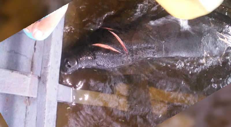 Ferido na cabeça, peixe-boi é resgatado em comunidade do Arapixuna, em Santarém, PA