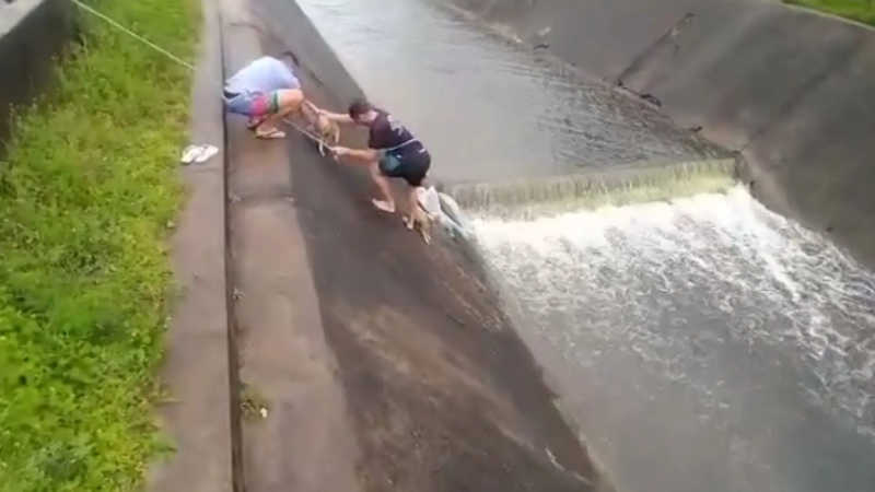 Homens resgatam cachorros em canal de Campina Grande, PB; veja vídeo