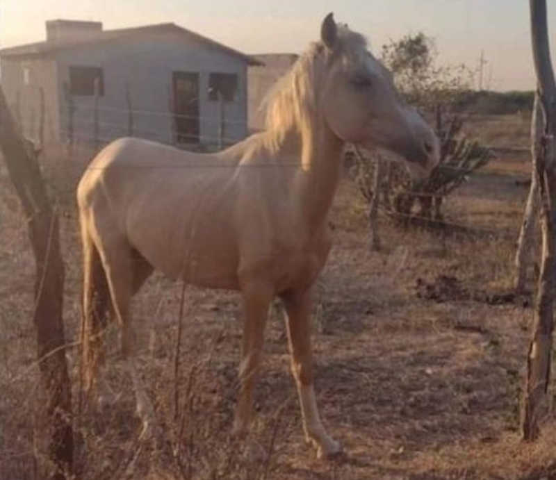 Protetora dos direitos dos animais oferece recompensa para encontrar cavalo que fugiu em Sousa, PB