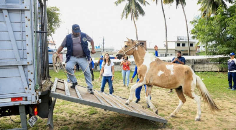 Prefeitura do Recife (PE) recolhe animais de grande porte e carroças em Boa Viagem
