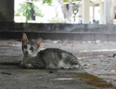 Denúncia de nova matança de gatos envenenados em Serra Talhada, PE; vídeo