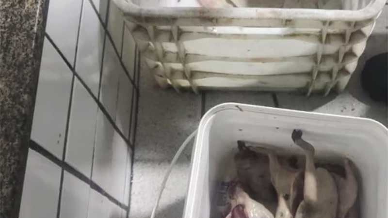Homem é preso por caça ilegal em Alto Longá, PI; 15 animais abatidos foram apreendidos