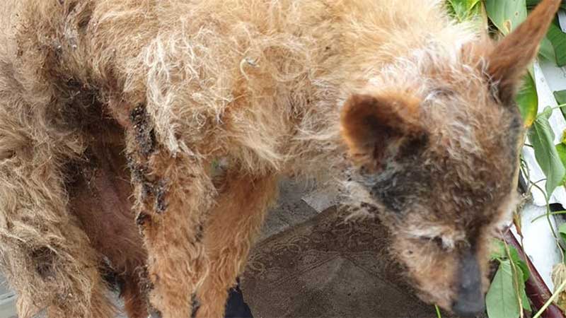 Dois cães resgatados ‘prostrados’ e minados de parasitas’ no Porto