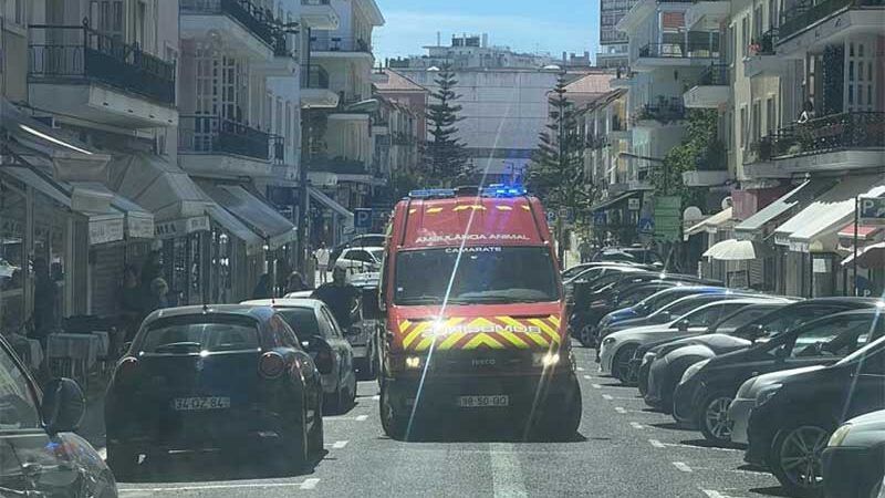 Ambulância do IRA socorreu cão que saltou de varanda em Lisboa