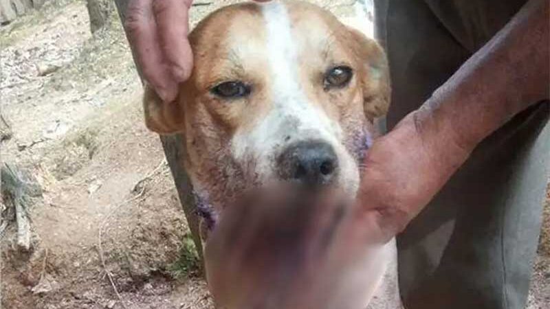 Cachorro é resgatado em estado grave após ter bomba estourada na boca; saiba como ajudar