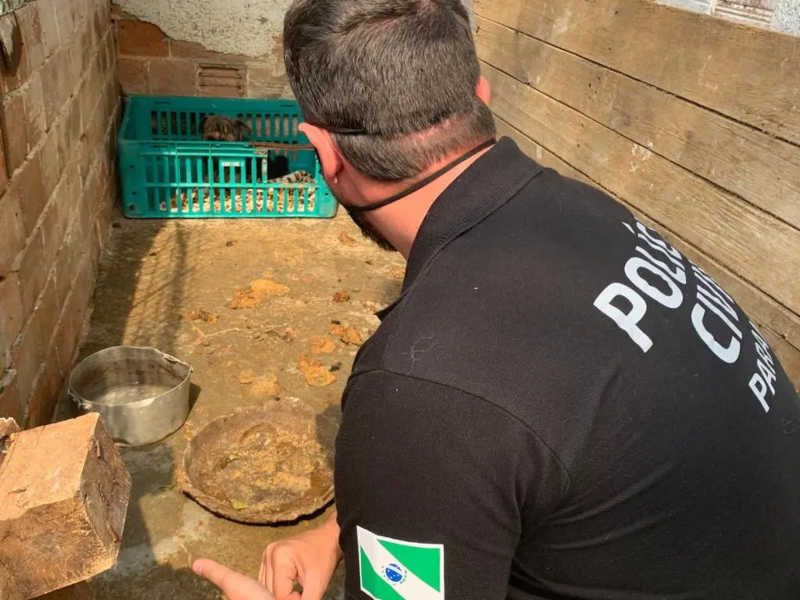 Três pessoas viram réus por maus-tratos a animais em Curitiba, PR