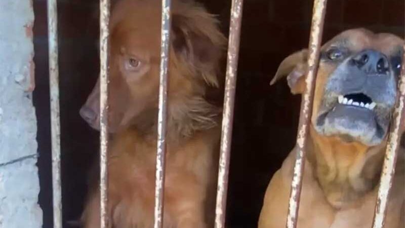 Dono de hotel pet com animais em situação de maus-tratos é preso em Fazenda Rio Grande, PR