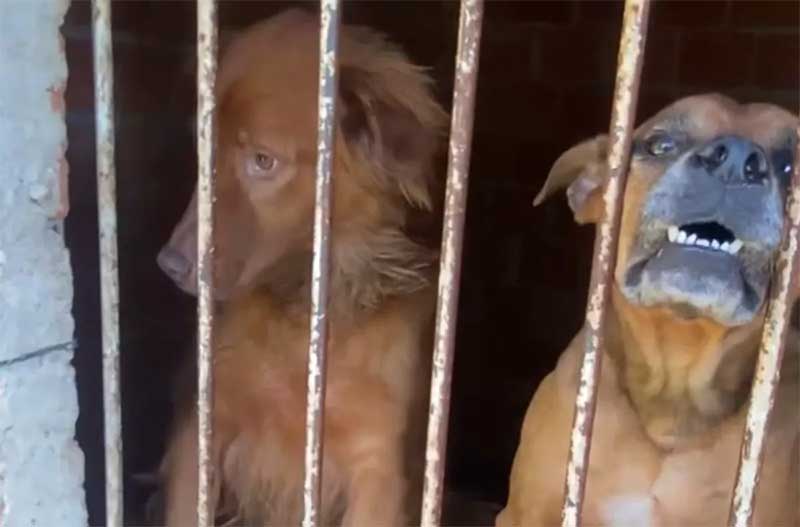 Dono de hotel pet com animais em situação de maus-tratos é preso em Fazenda Rio Grande, PR